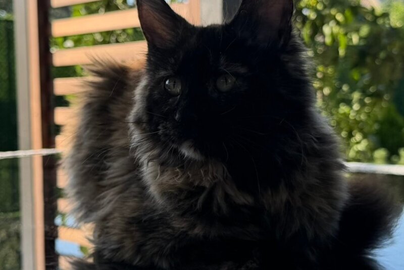 Africa Maine Coon female, black tortie