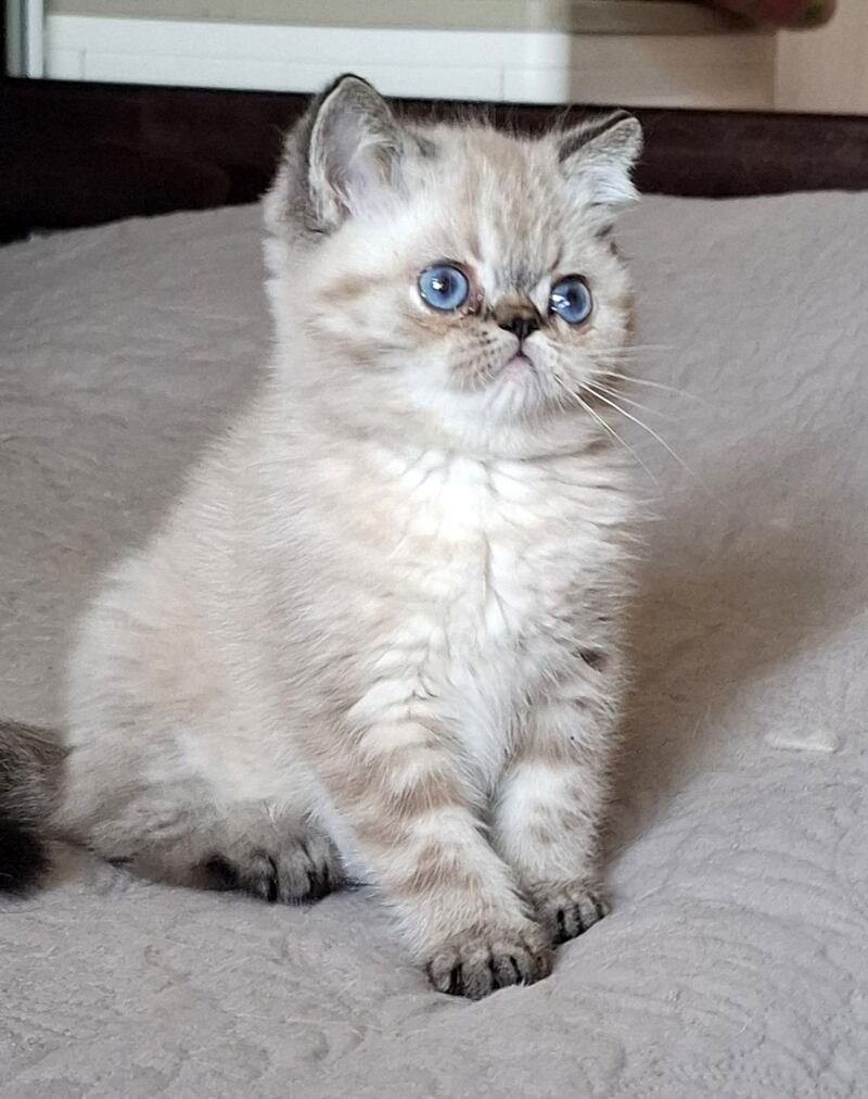 Jery Exotic female black tabby pointed - live animals