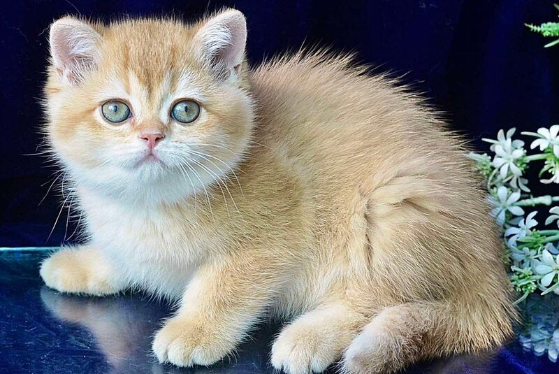 Rafaela British Shorthair female, chocolate golden shaded