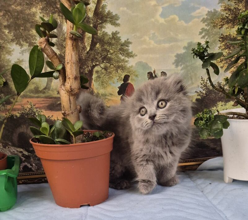 Erik Scottish Fold male, blue