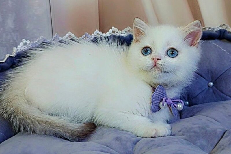 Kevin British Shorthair male cinnamon golden chinchilla pointed - live animals