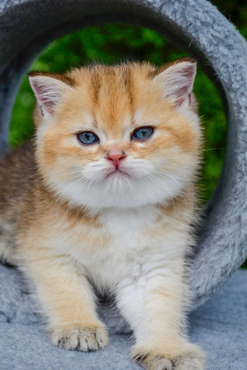 Don Scottish Straight male black golden ticked tabby - live animals