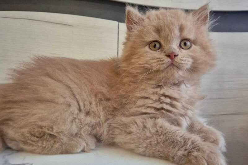 Teo British Longhair male, fawn