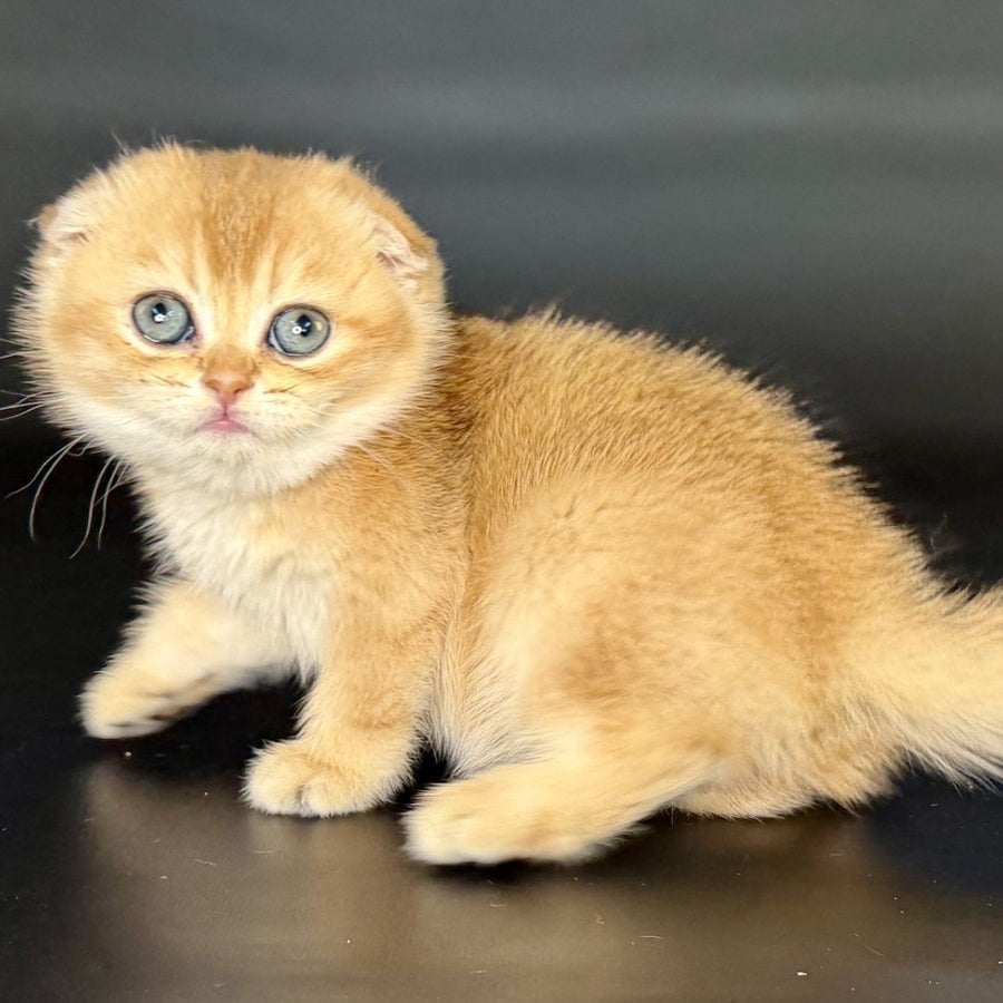 Ulani Scottish Fold female, black golden chinchilla