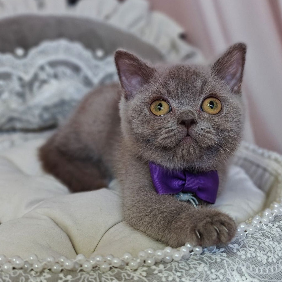 Vito British Shorthair male, lilac