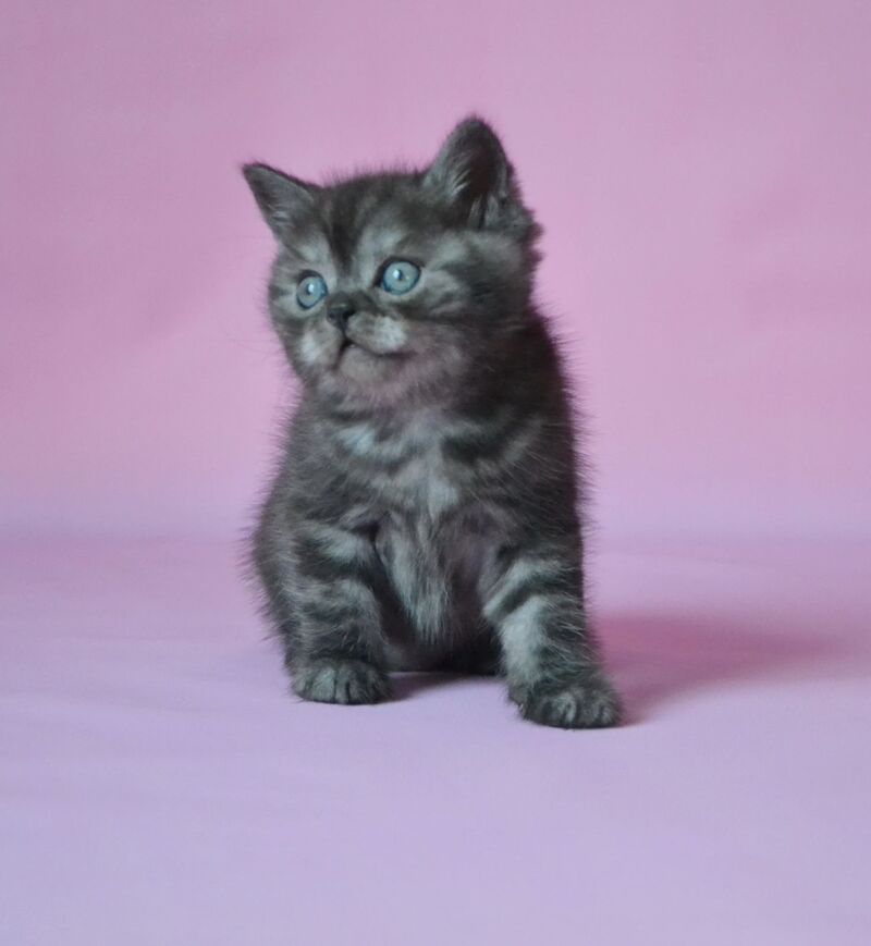 Marvel Scottish Straight male, black silver