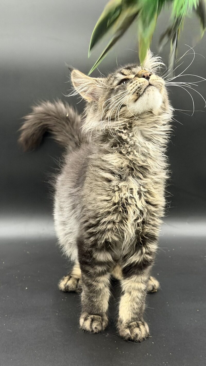 Wella Maine Coon female, black ticked tabby