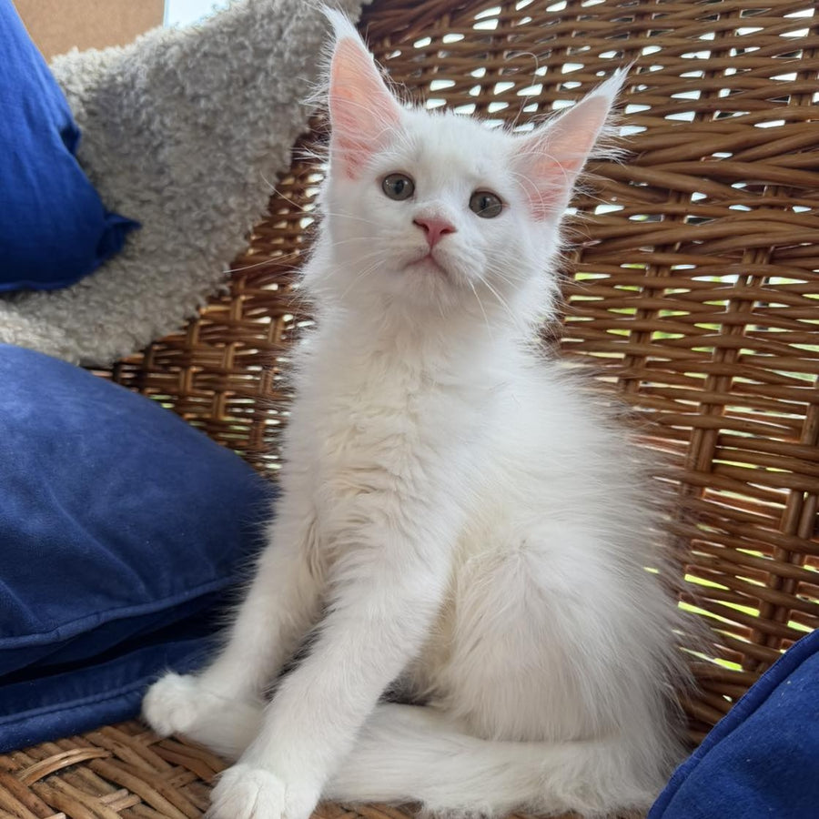Vivian Maine Coon male, white