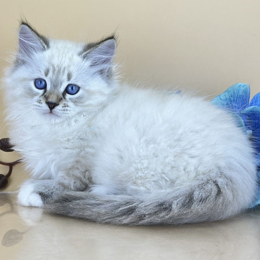 Arctic Siberian male, seal tabby pointed with white