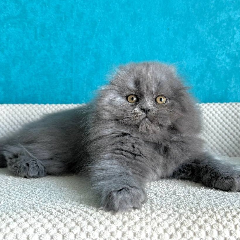 Kasper Scottish Fold male, blue