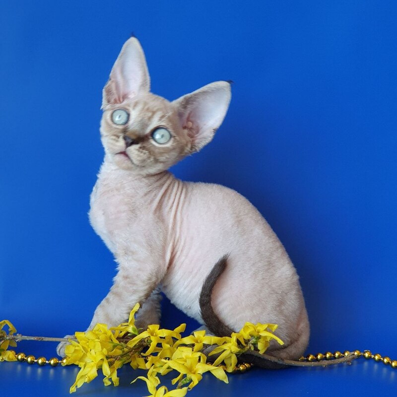 Marik Devon Rex male black tabby pointed - live animals