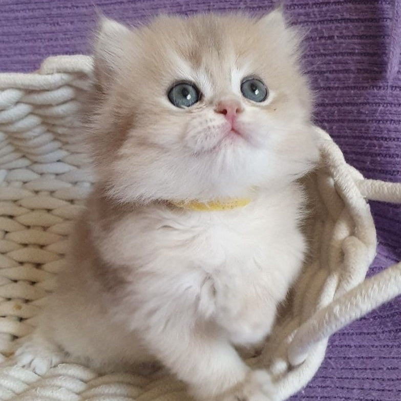 Yumi British Longhair male, blue golden chinchilla