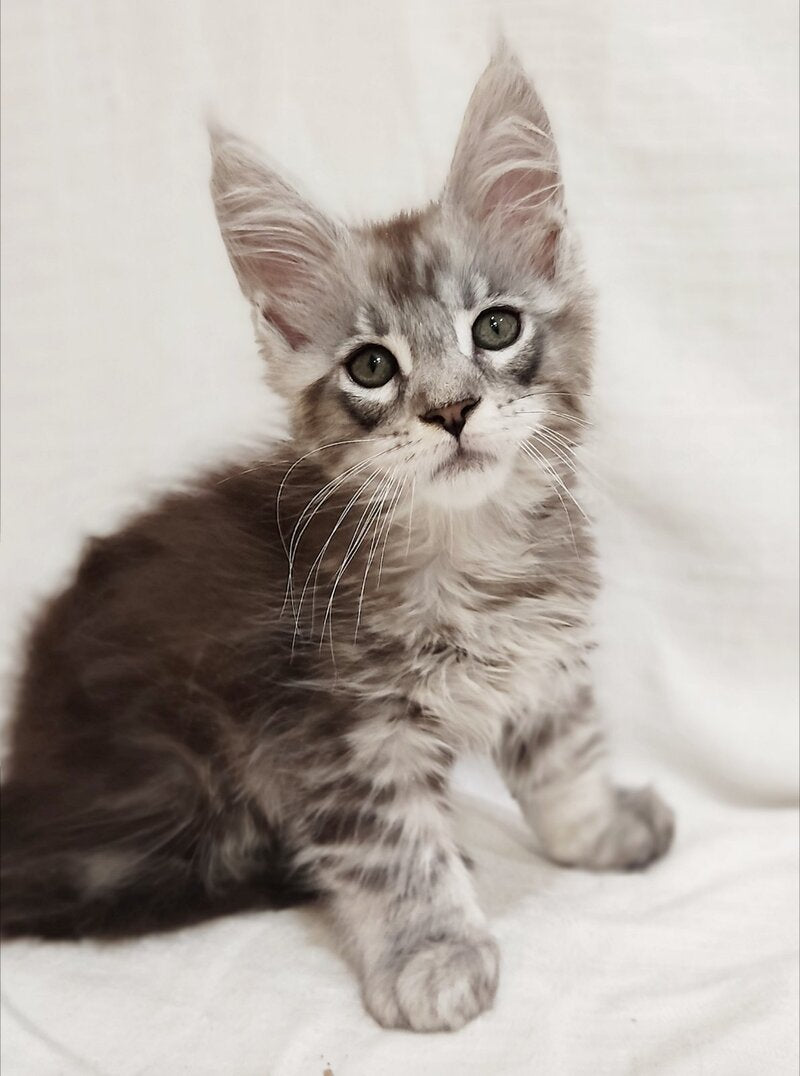 Dzheyk Maine Coon male, black silver tabby
