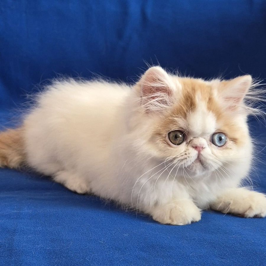 Zelda Persian female, red spotted tabby van