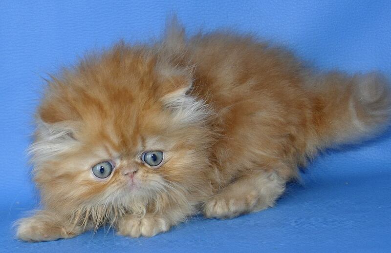 Dendi Persian male, red tabby