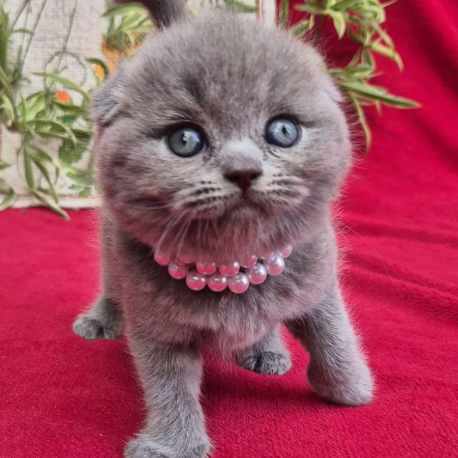 Lucas Scottish Fold male, blue