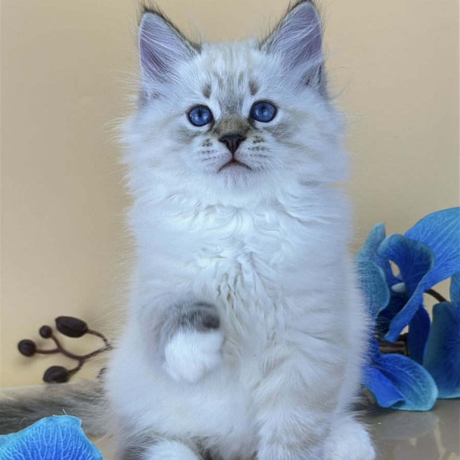 Arctic Siberian male, seal tabby pointed with white
