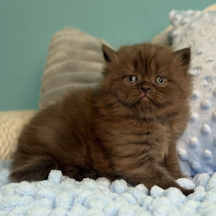 Eros Scottish Straight male, chocolate