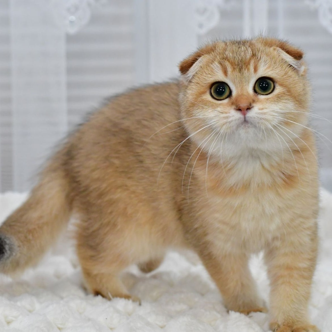 Maya Scottish Fold female, black golden shaded