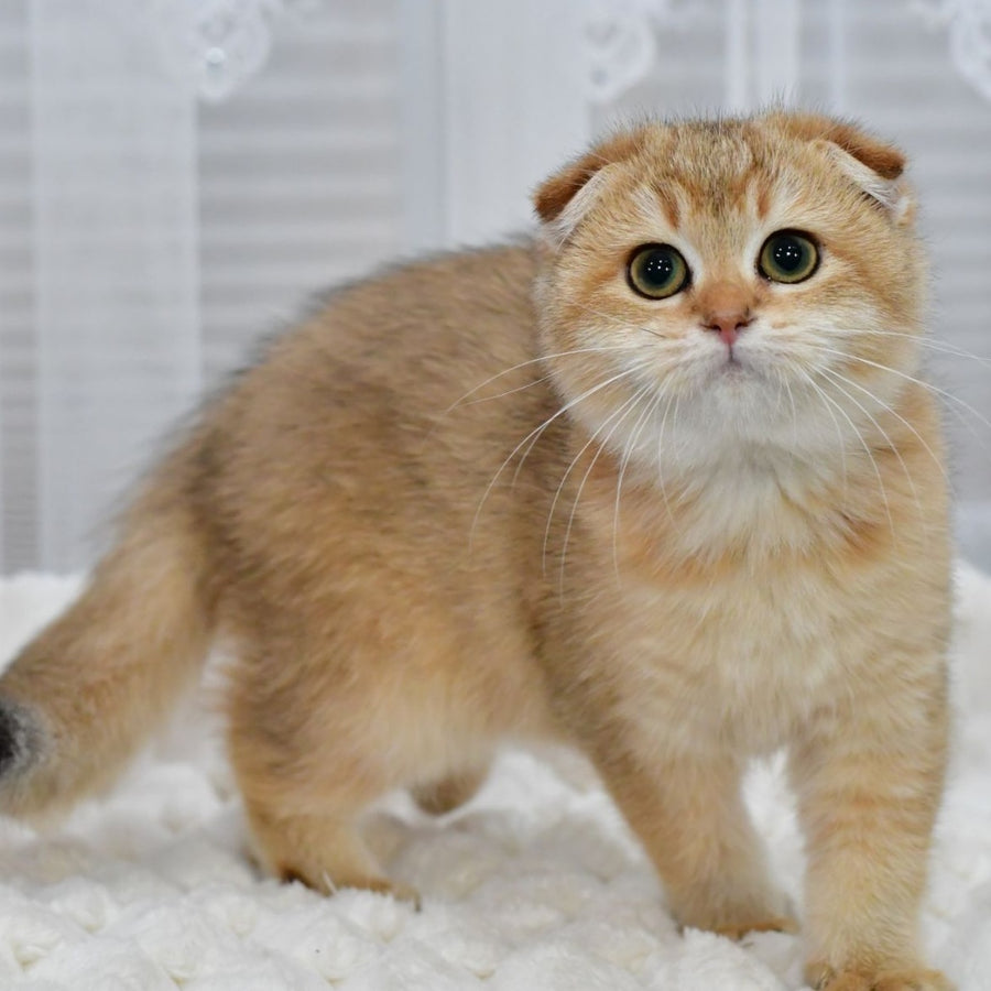 Maya Scottish Fold female, black golden shaded