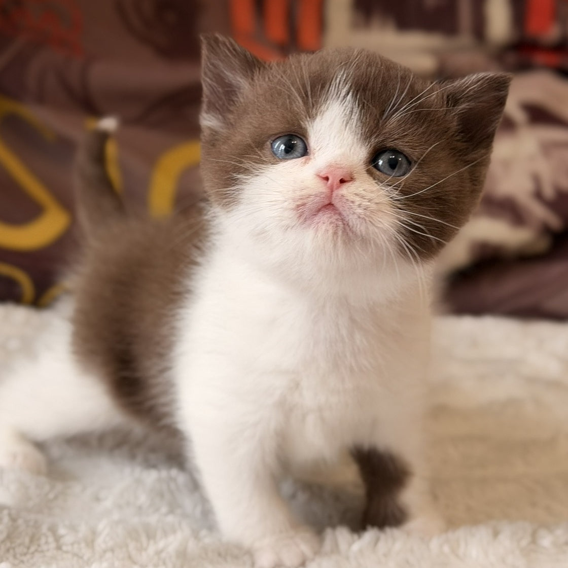 Ace British Shorthair male, chocolate bicolour