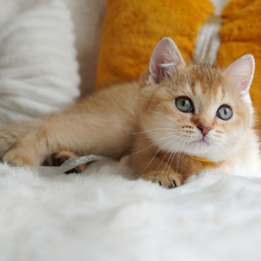 Vincent British Shorthair male, chocolate golden shaded