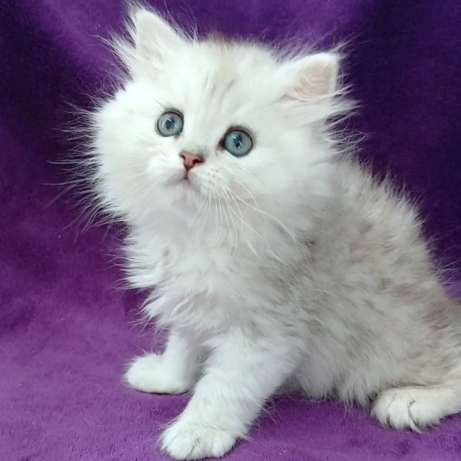 Maks Persian male, black silver shaded