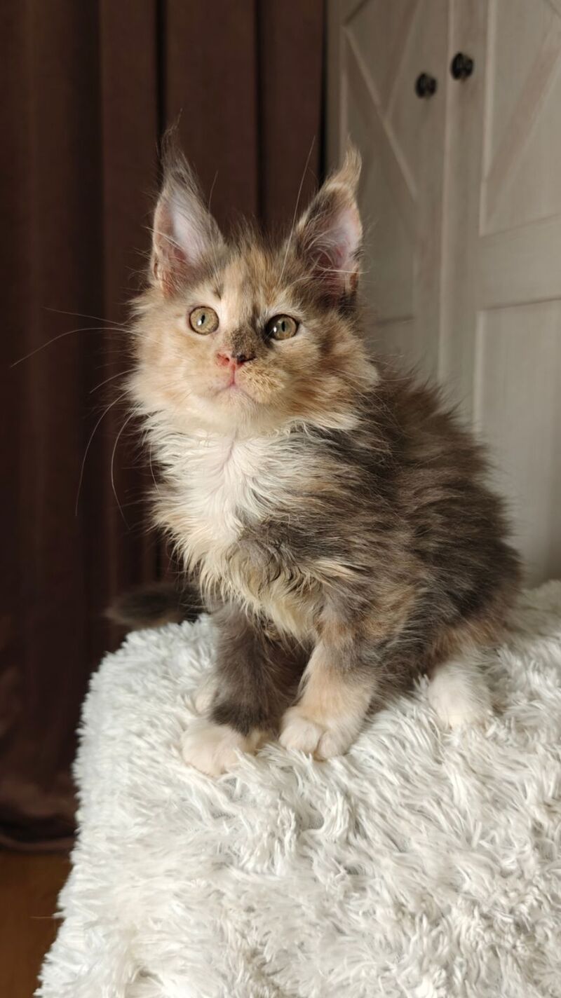 Quintara Maine Coon female blue tortie tabby bicolour live animals