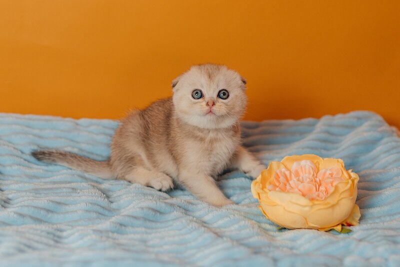 Vivian Scottish Fold female, black silver ticked tabby