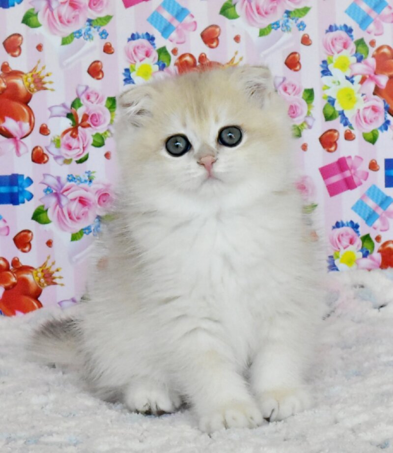 Uma Scottish Fold female, blue golden chinchilla