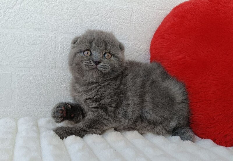 Winnie Scottish Fold female blue - live animals