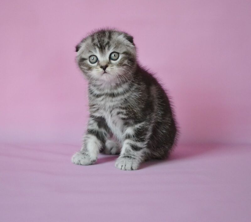 Misha Scottish Fold male, black silver tabby