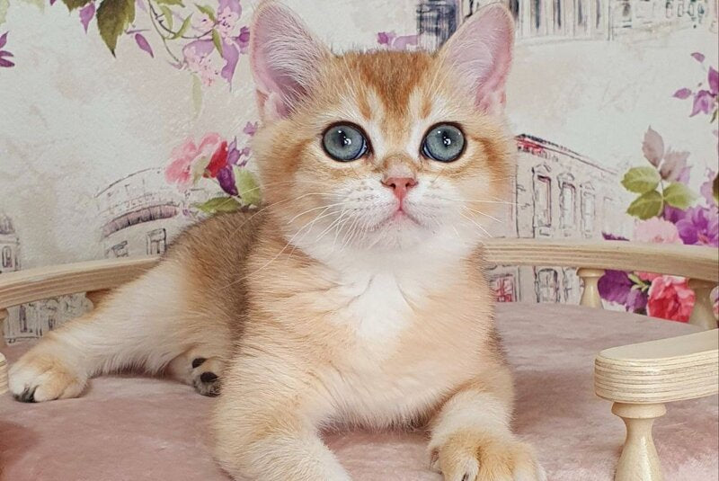 Ralf British Shorthair male, black golden shaded