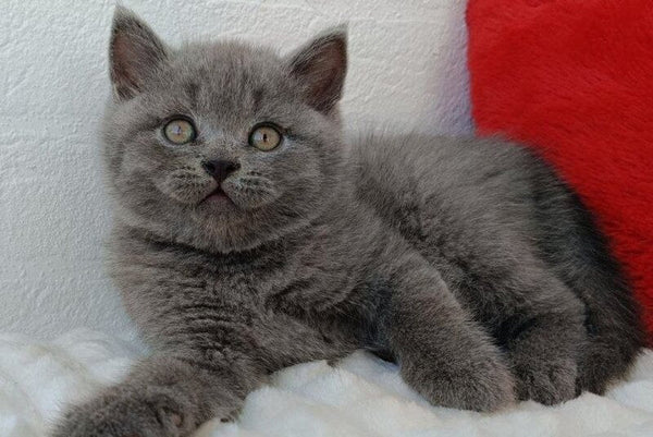 William Scottish Straight male blue - live animals