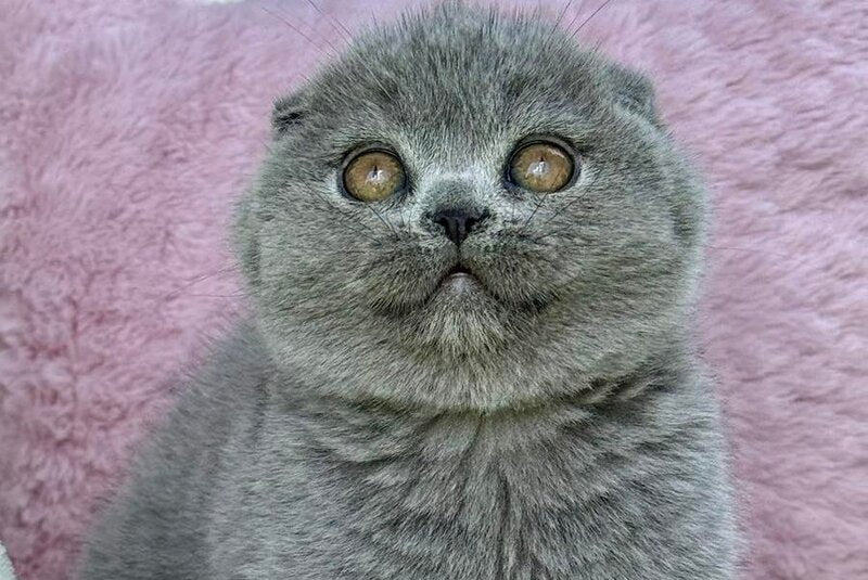 Trixie Scottish Fold female, blue