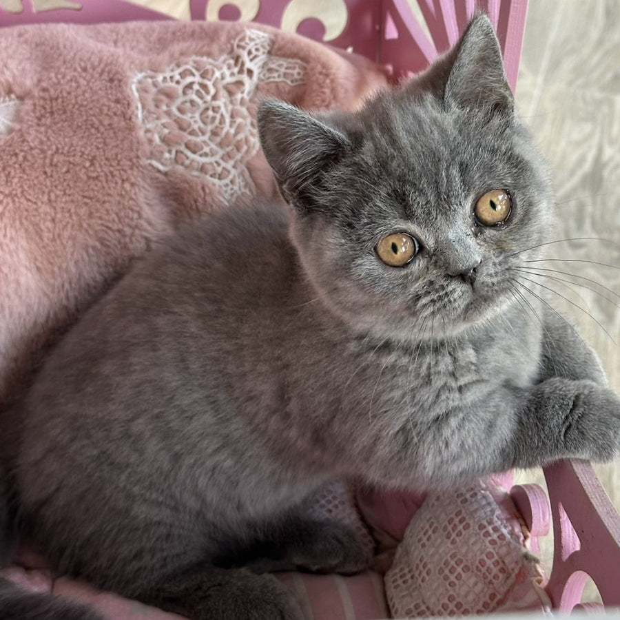 Milka Munchkin female, blue