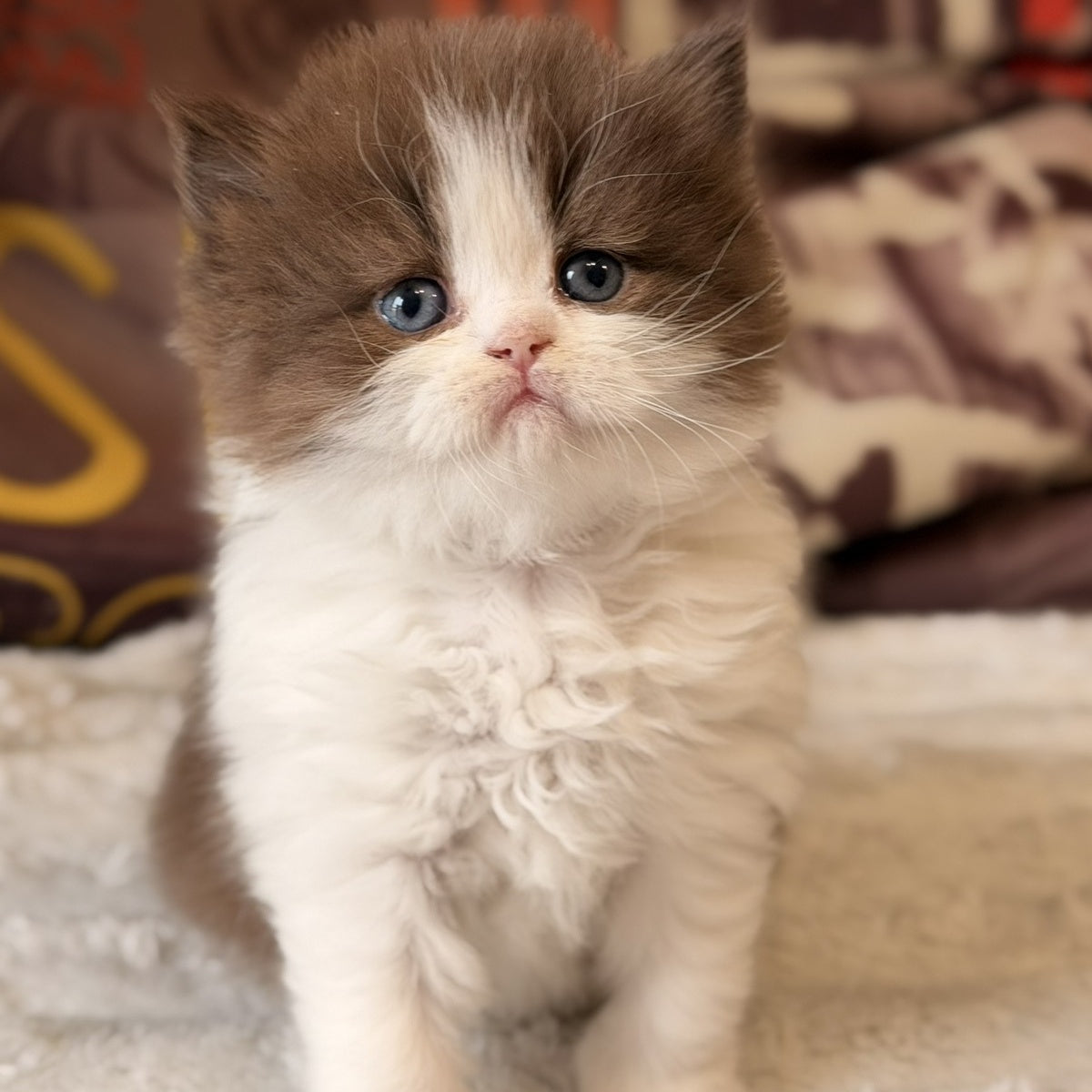 Amber British Longhair female, chocolate bicolour