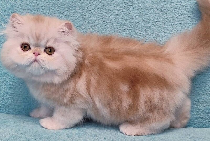 Charles Persian male, red silver tabby