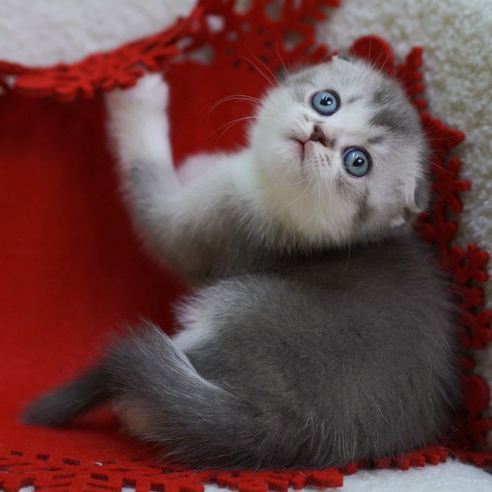 Dimond Scottish Fold male, blue ticked tabby bicolour
