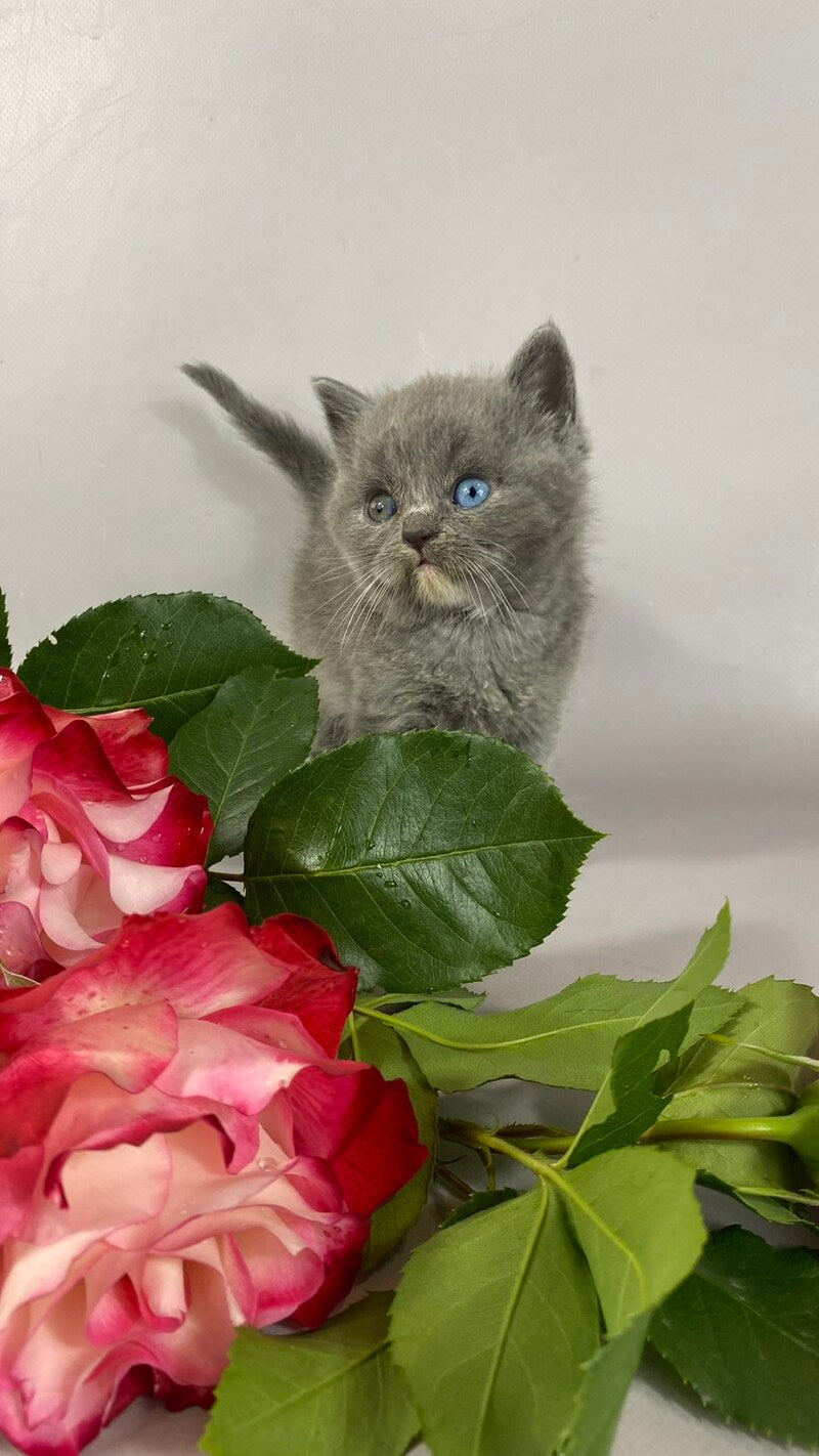 Adel British Shorthair female blue with white - live animals