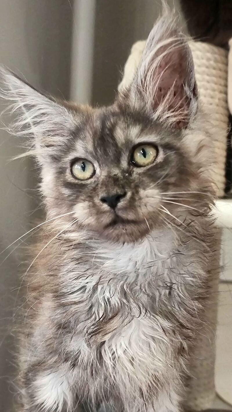Cassia Maine Coon female black silver - live animals