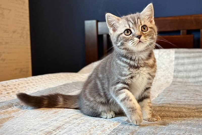 Julija Scottish Straight female, blue silver tabby