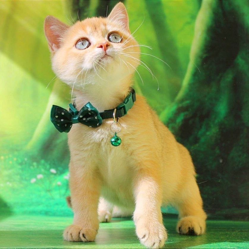 Kay British Shorthair male, chocolate golden shaded