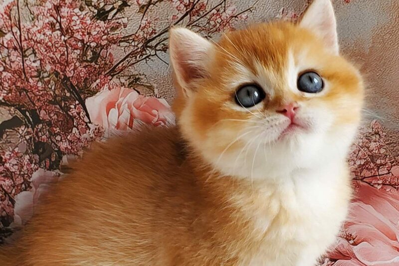 Jerry British Shorthair male, black golden shaded
