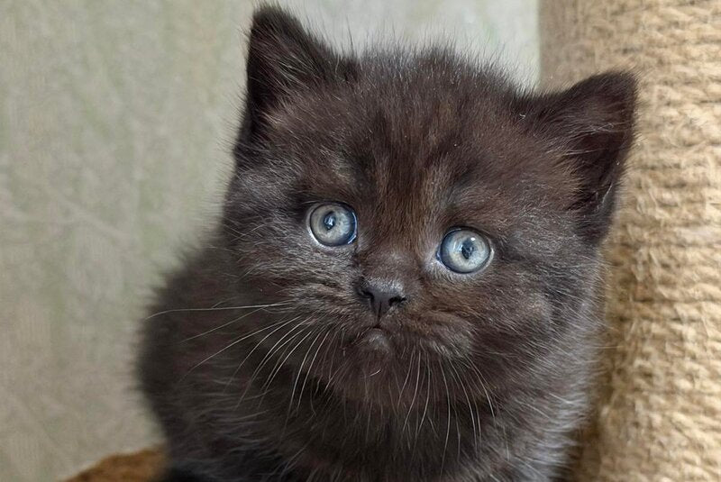 Arny Scottish Straight male black - live animals