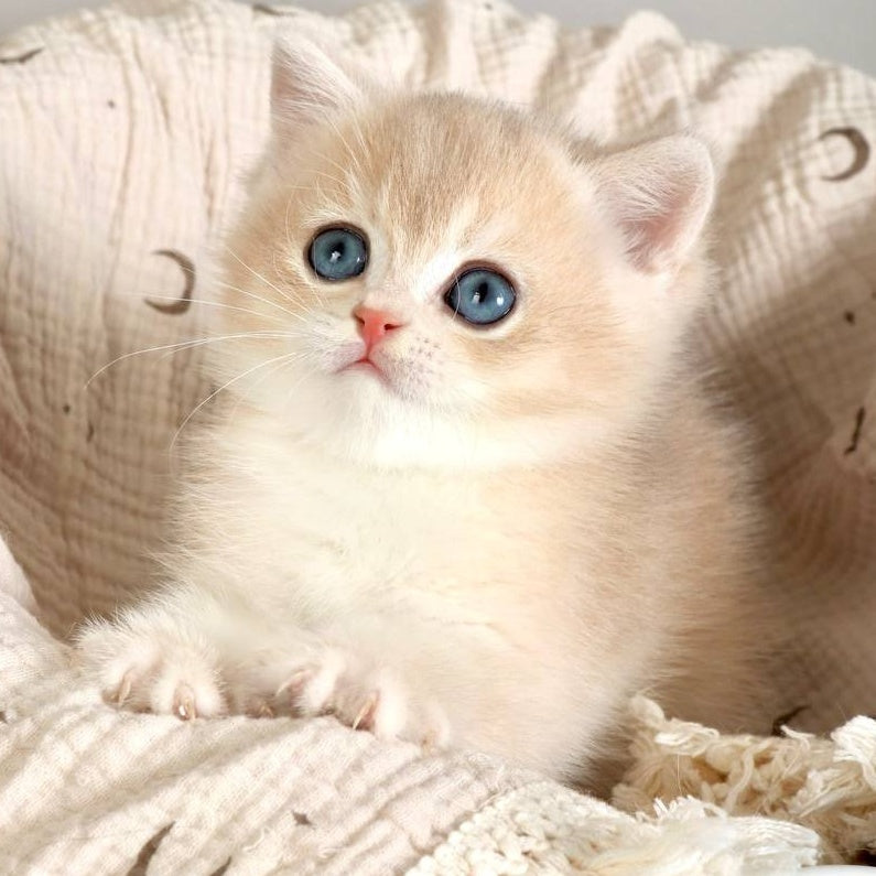 Yasha British Shorthair male, blue golden chinchilla