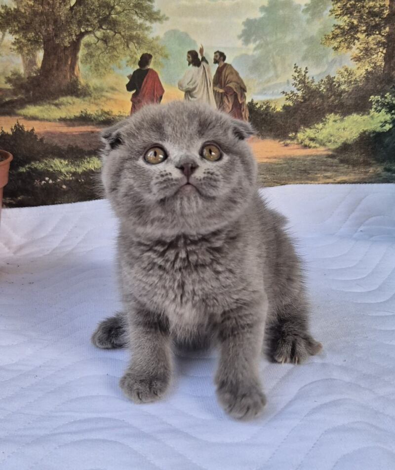 Elya Scottish Fold female, blue