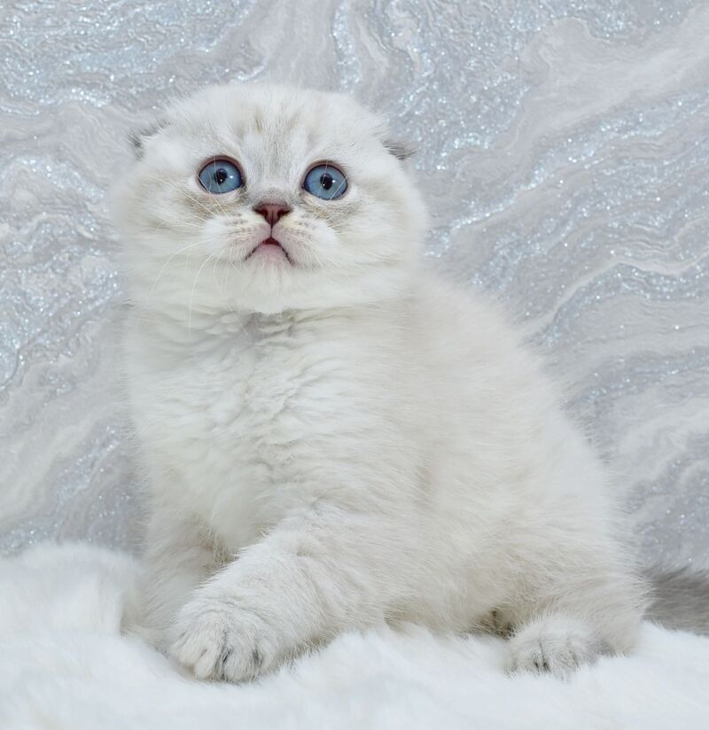 Jennifer Scottish Fold female blue tortie tabby pointed - live animals