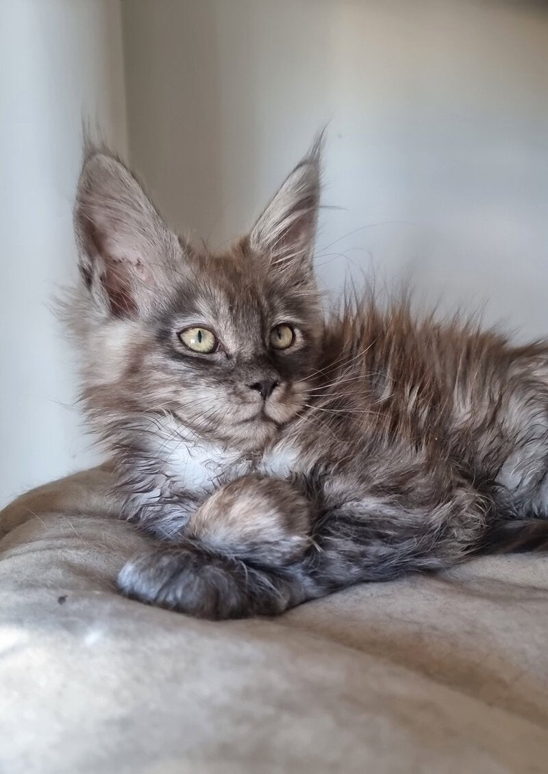 Cassia Maine Coon female black silver - live animals