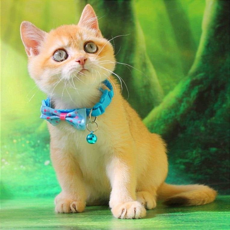 Kosmos British Shorthair male, chocolate golden chinchilla